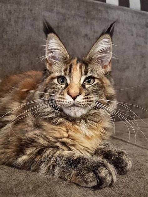 Maine Coon Haven Rescue